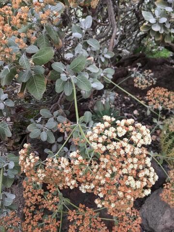 Eriogonum giganteum