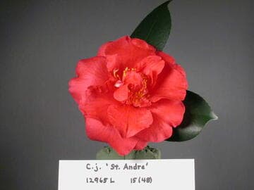Camellia japonica 'St. Andrè'