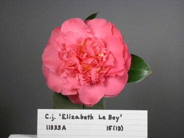 Camellia japonica 'Elizabeth Le Bey'