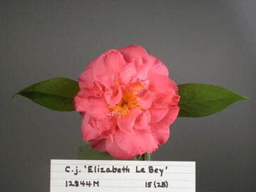 Camellia japonica 'Elizabeth Le Bey'
