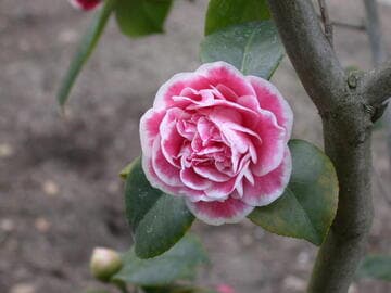 Camellia japonica 'Jean Clere'