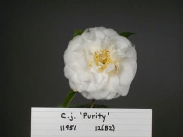 Camellia japonica 'Shiragiku' (White Chrysanthemum)