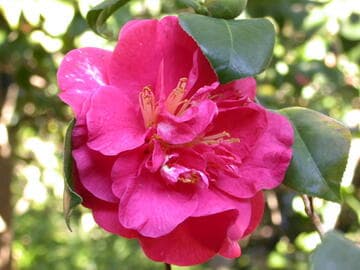 Camellia japonica 'Lady Mary Cromartie Variegated'