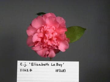 Camellia japonica 'Elizabeth Le Bey'