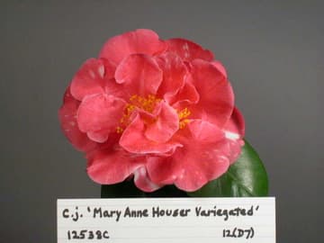 Camellia japonica 'Mary Anne Houser Variegated'