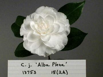Camellia japonica 'Alba Plena'