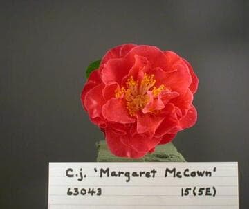 Camellia japonica 'Margaret McCown'