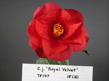 Camellia japonica 'Royal Velvet'