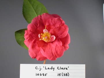 Camellia japonica 'Akashigata' (Akashi Bay)