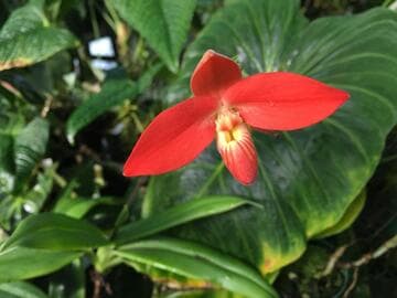Phragmipedium besseae var. guarumales