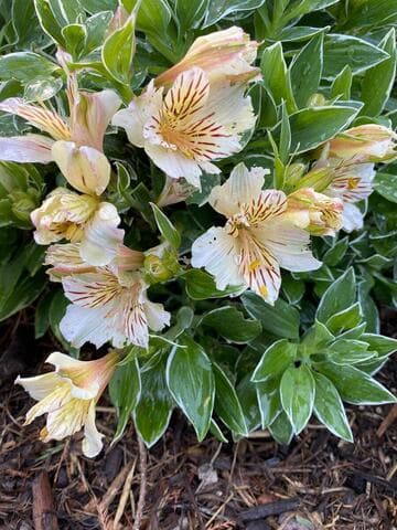 Alstroemeria [Princess Fabiana] = 'Zaprifabi'