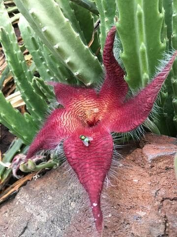 Stapelia hirsuta