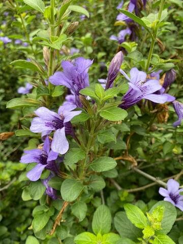 Dyschoriste thunbergiiflora