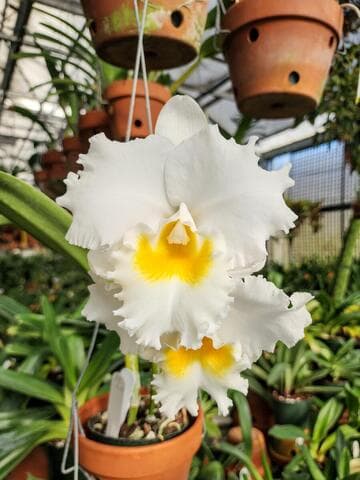 x Rhyncholaeliocattleya Memoria Doris Rahaim