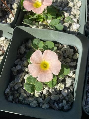 Oxalis pulchella var. tomentosa