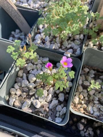 Oxalis imbricata var. violacea