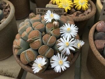 Lithops hallii var. ochracea