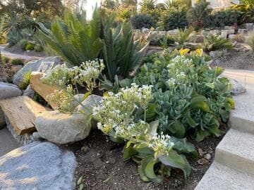 Kalanchoe marmorata