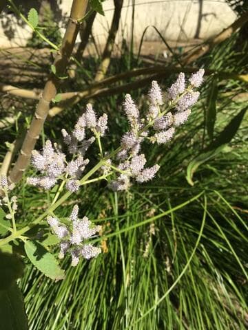 Tetradenia fruticosa