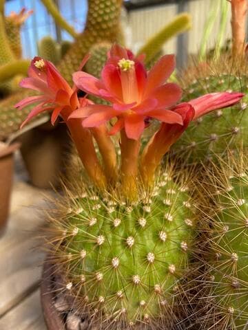 Matucana weberbaueri