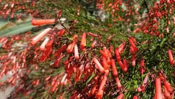 Russelia equisetiformis