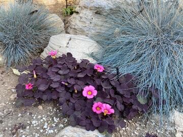 Oxalis purpurea 'Garnet'