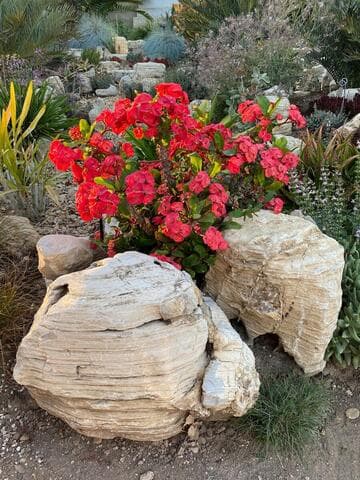 Euphorbia (open hybrid)