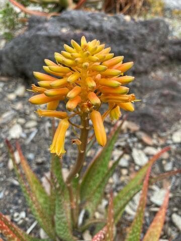 Aloe 'Sophie' x A. 'Rooikappie'