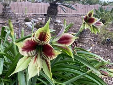 Hippeastrum papilio