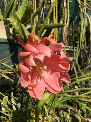 Disocactus kimnachii