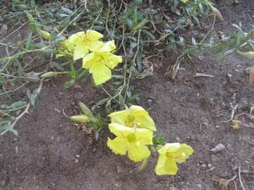 Calylophus hartwegii ssp. fendleri