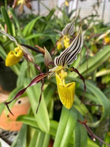 Paphiopedilum philippinense