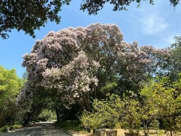 Calodendrum capense
