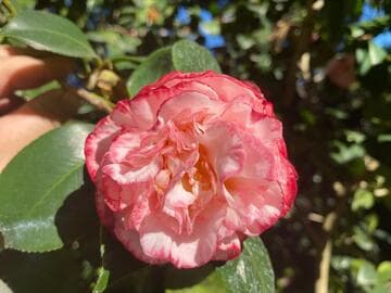 Camellia japonica 'Margaret Davis'