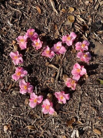 Camellia 'Minato-no-akebono' (Harbor at Dawn)