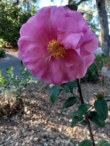 Camellia reticulata 'Liuye Yinhong'