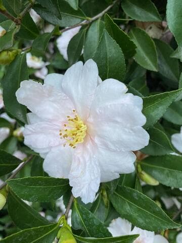 Camellia sasanqua 'Jean May'