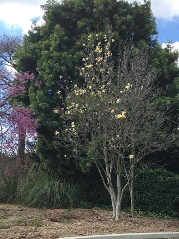 Magnolia 'Gold Crown'