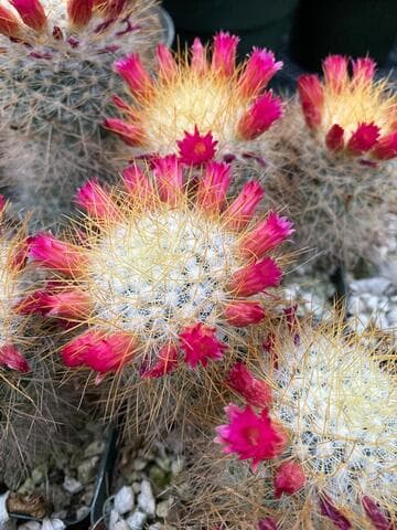 Mammillaria rekoi ssp. leptacantha