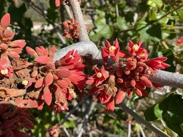 Brachychiton bidwillii 'Beau Belle'