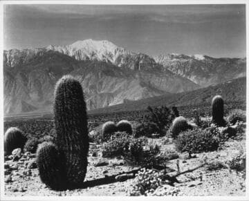 Barrel cactus, Devils Playground, east of Palm Springs