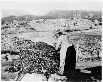 Mission Indian Woman filling the granary with acorns
