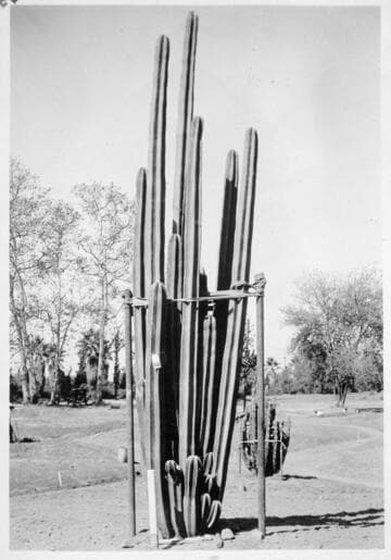 Pachycereus marginatus