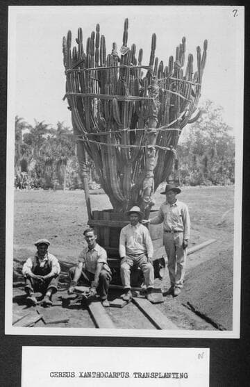 Cereus xanthocarpus transplanting