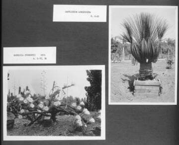 Desert garden views of dasylirions and harrisias