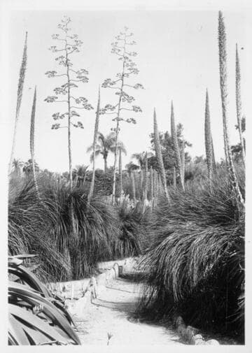 Dasylirions and agaves in the desert garden, 1941