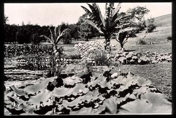 Lily ponds, circa 1905