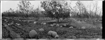 Pumpkin patch, Chino. November 3, 1923