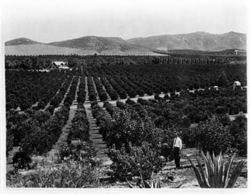 Riverside groves of oranges