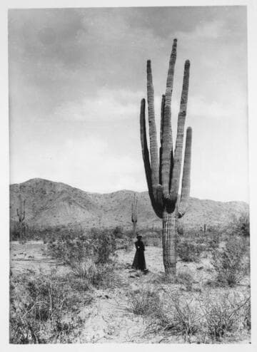 Cereus Gigantia, Arizona